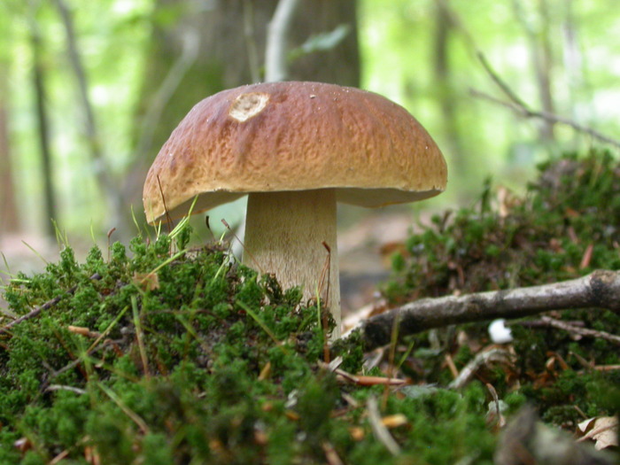 Boletus edulis