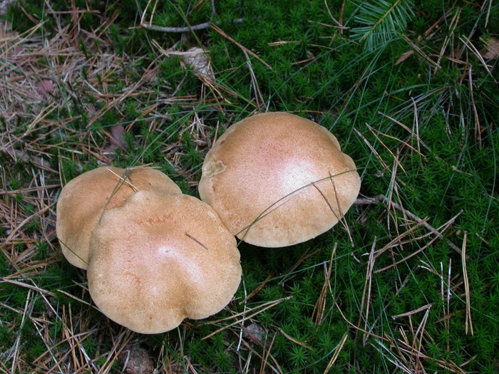 Suillus bovinus