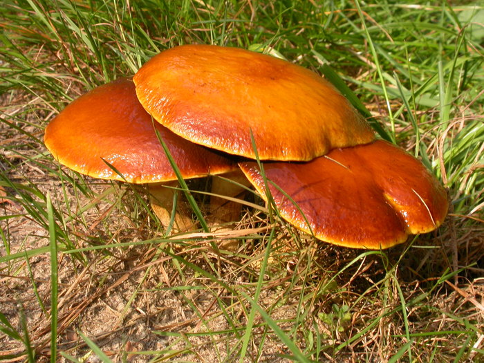 Suillus grevillei