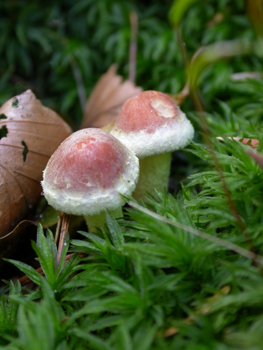 Hypholoma sublateritium