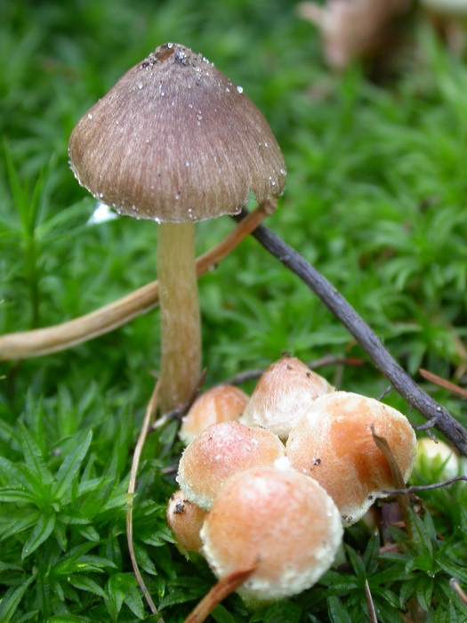 mixed mushrooms