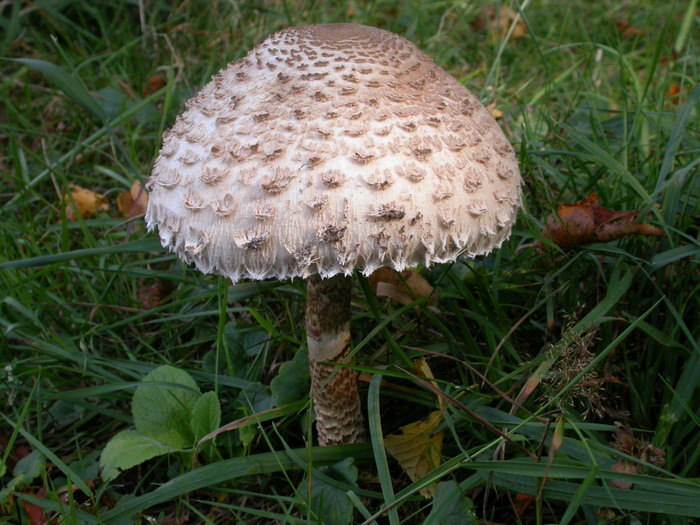 Macrolepiota procera