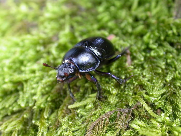 big black beetle