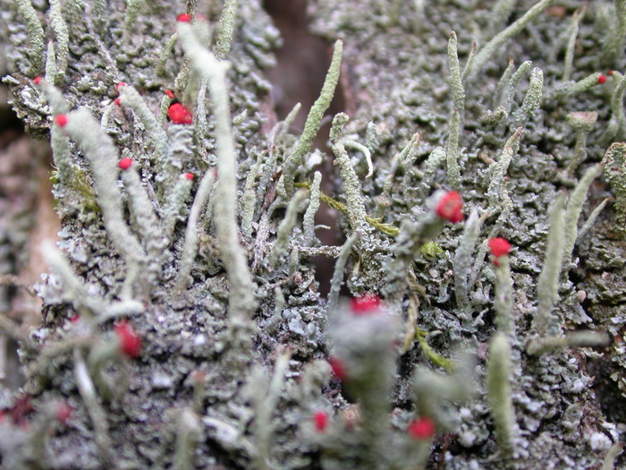 red tipped lichen
