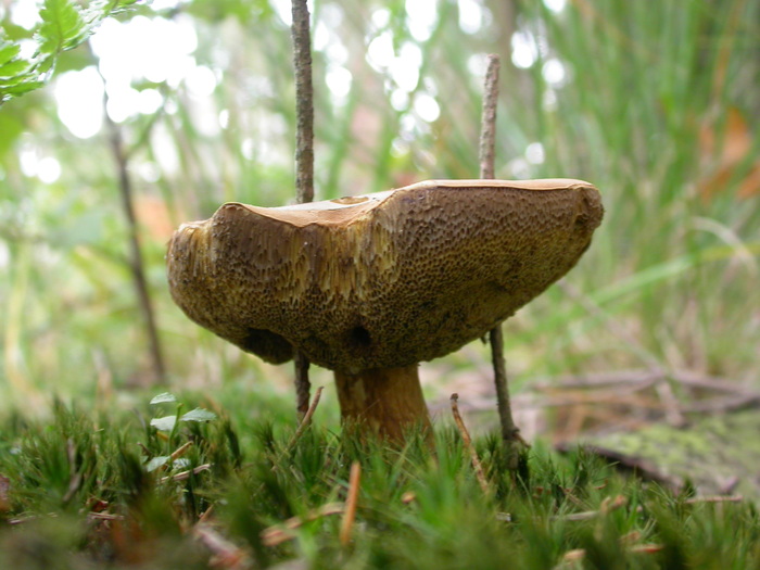 Boletus sp.