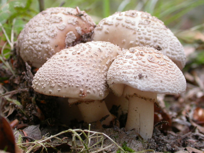 A. rubescens