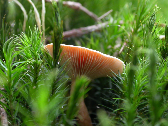 small orange mushroom