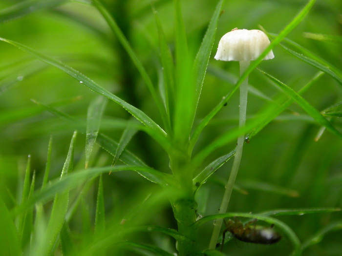 little white mushroom