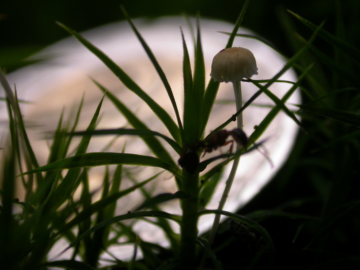 little white mushroom with ant