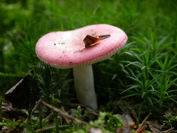 Russula