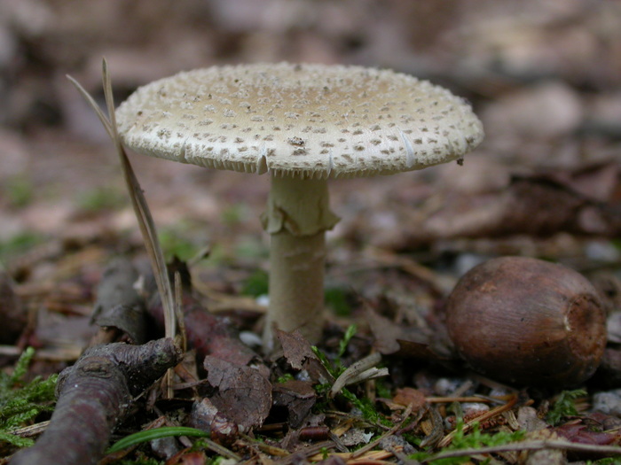 Amanita sp.