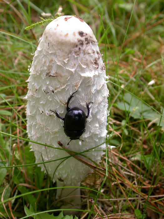 beetle on a shaggy mane