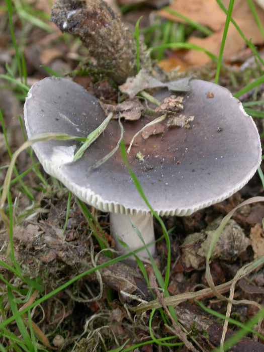 Russula