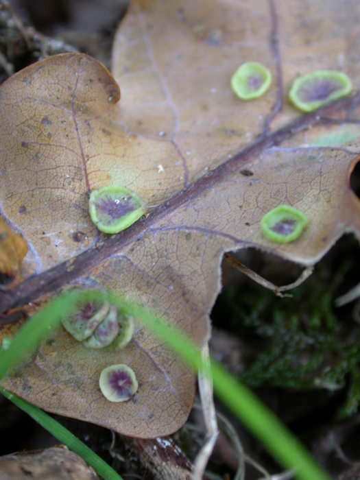 green cups on a dead oak leaf