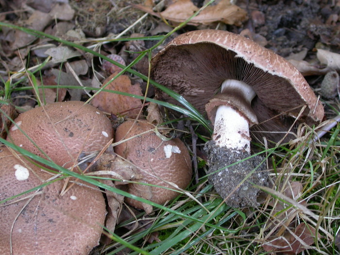 Agaricus