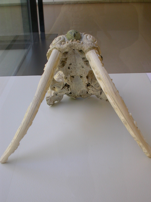 walrus skull