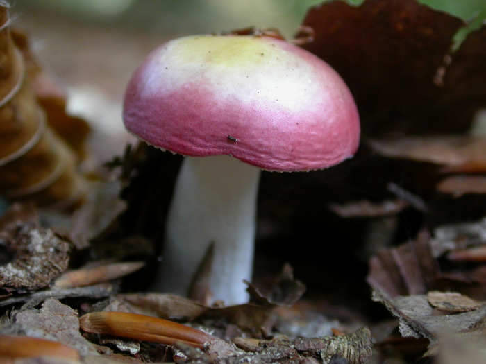 Russula sp