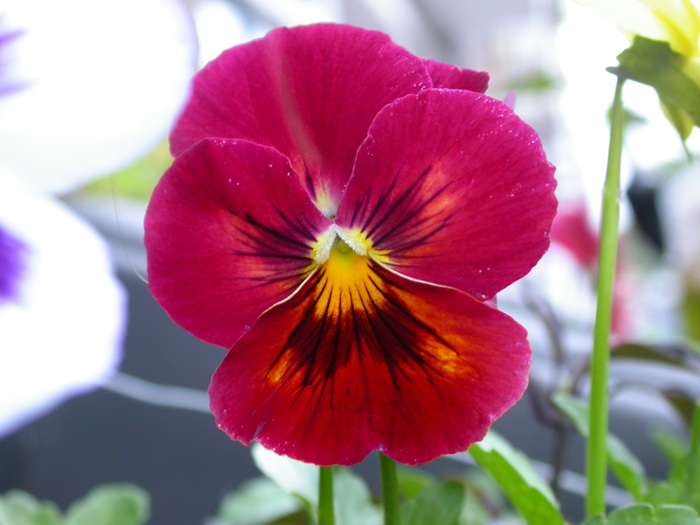 pansy