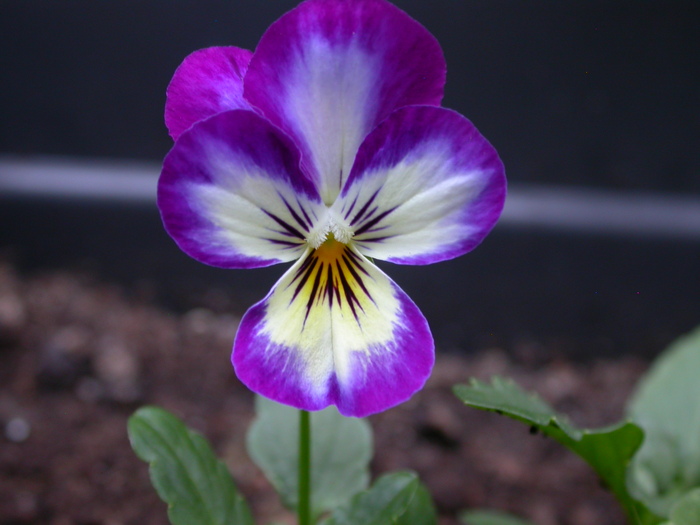 pansy