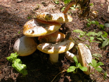 amanita tops