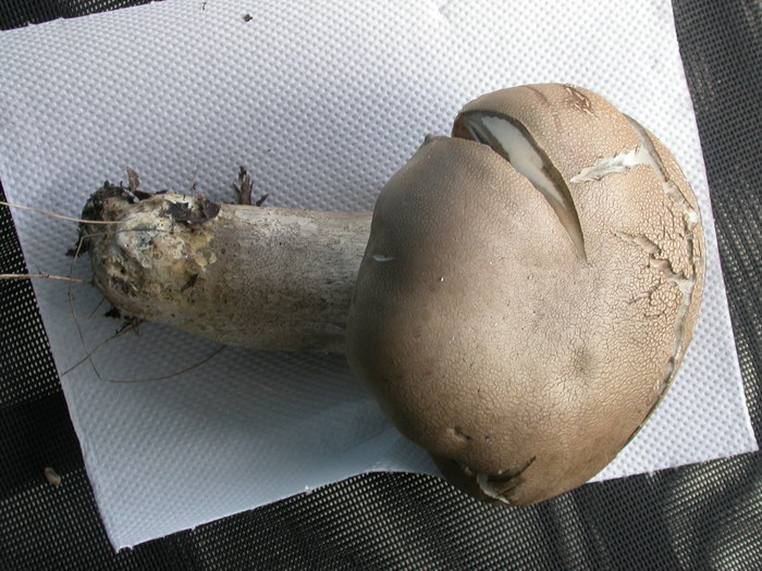 birch bolete