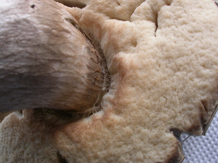 leccinum pores