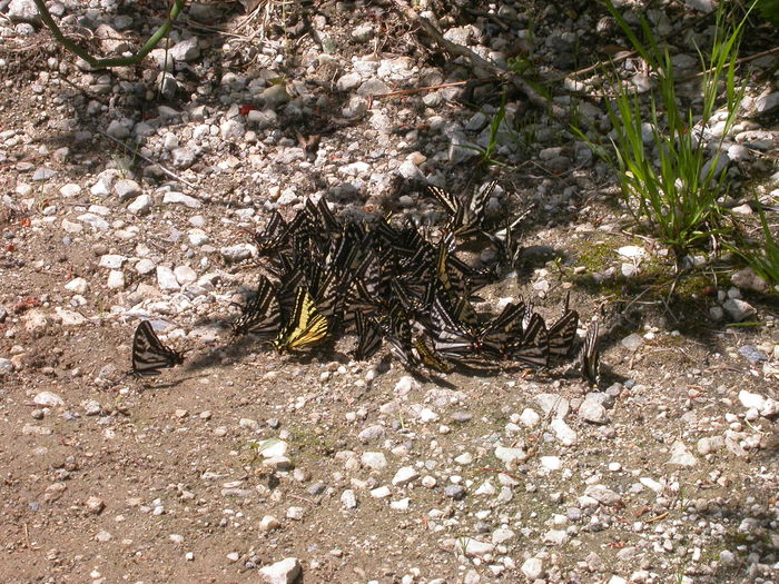 butterflies