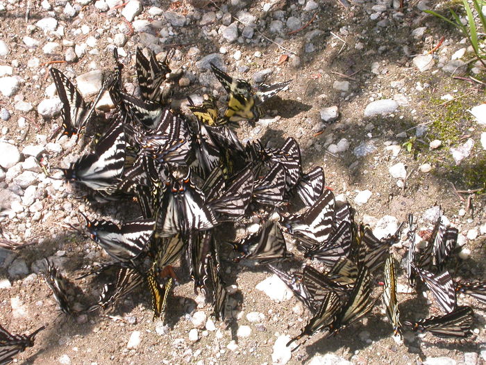 butterflies