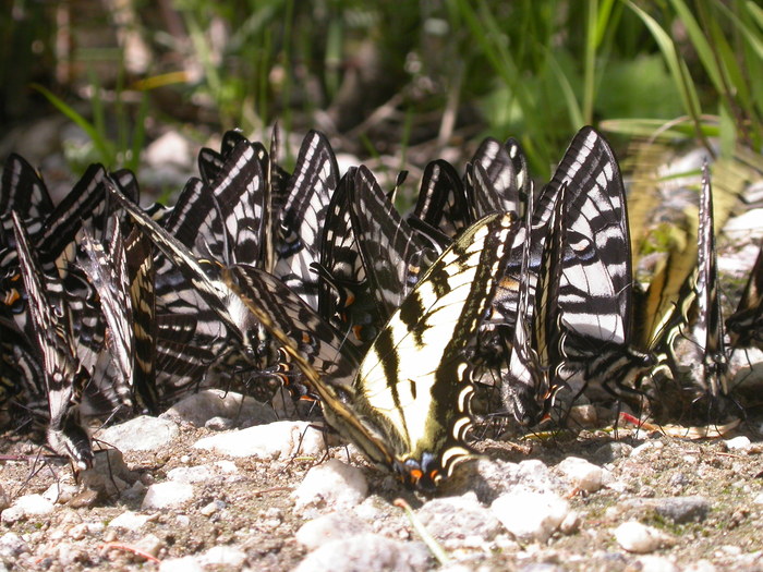butterflies