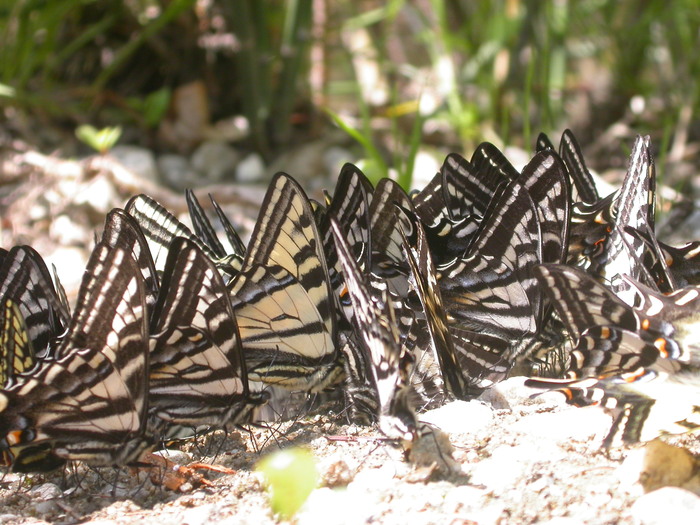 butterflies