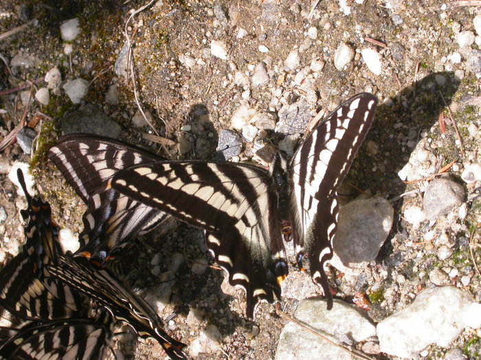 butterflies