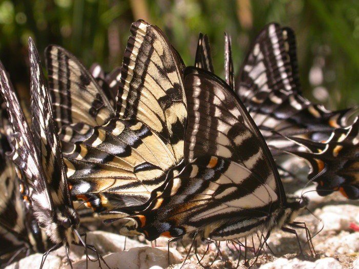 butterflies