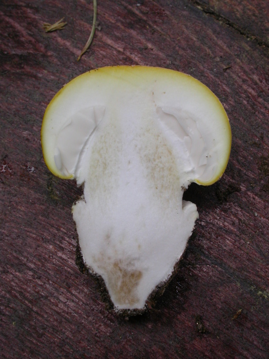 A. muscaria cut