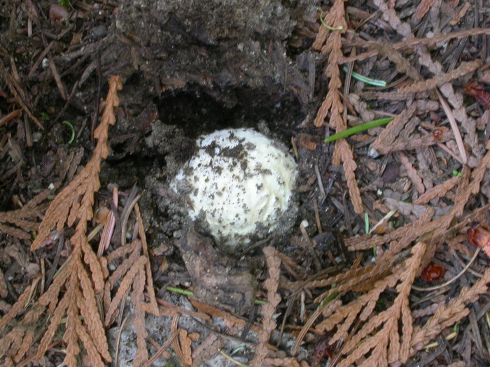 A. muscaria masquerading