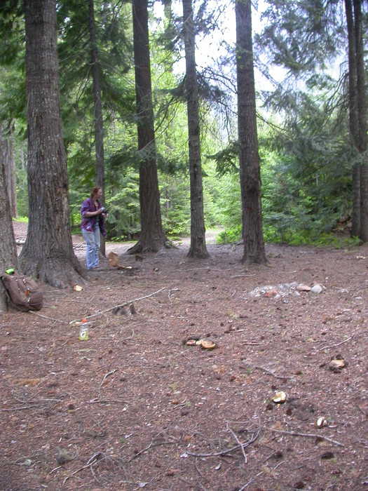 bolete trees