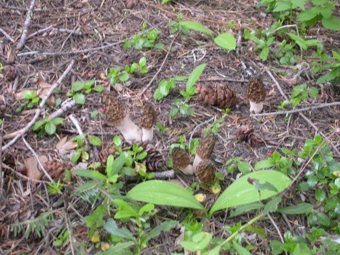 morel cluster