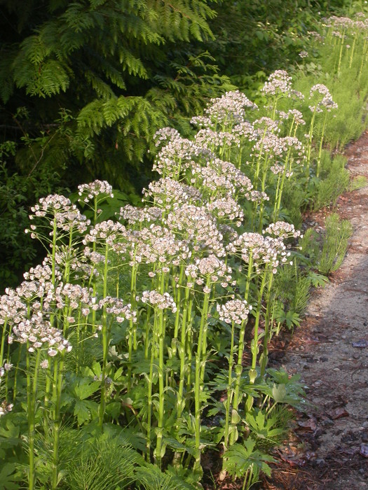 white flowers sun set