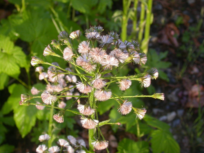 white flowers sun set