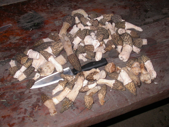 morel catch
