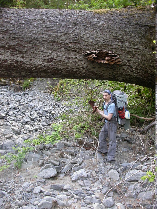 Eric polypores