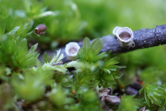 cup fungus sony