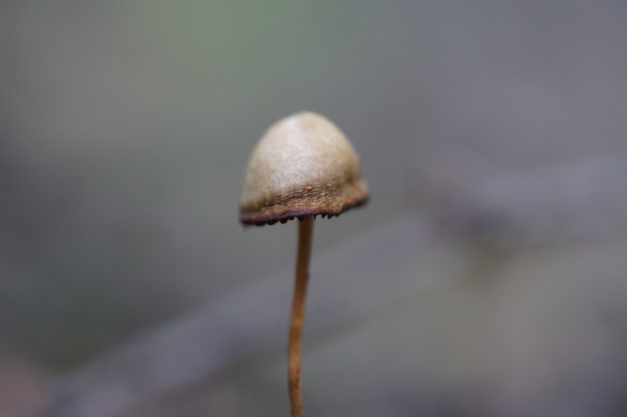 mycena sony