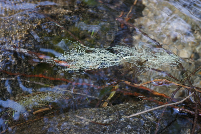 lichen sony