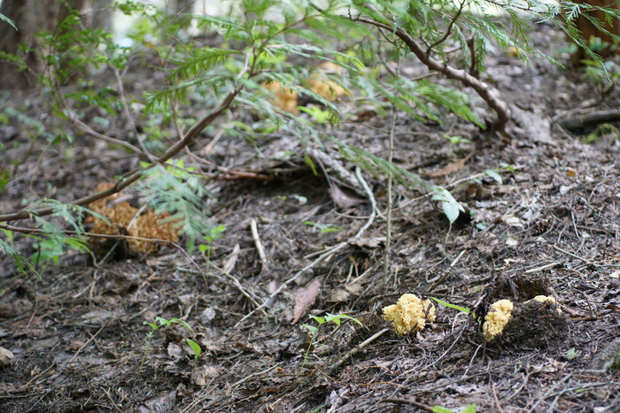 ramaria hill sony