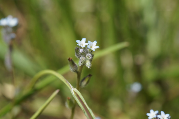 blue flowers sony