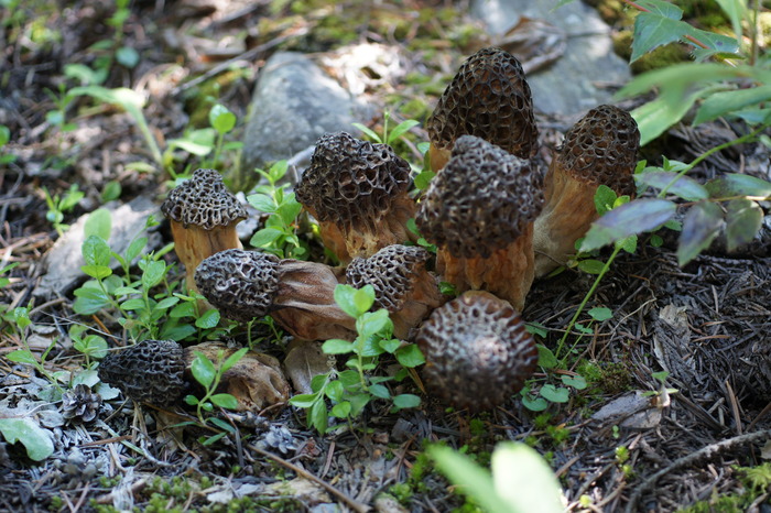 morels sony