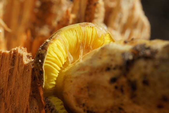 yellow gilled mushroom