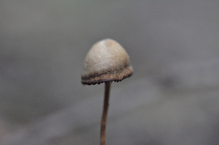 mycena nikon