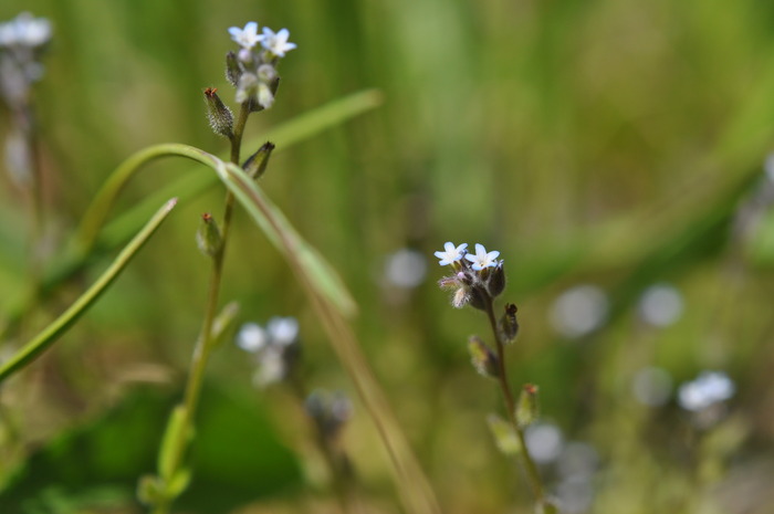 blue flowers nikon