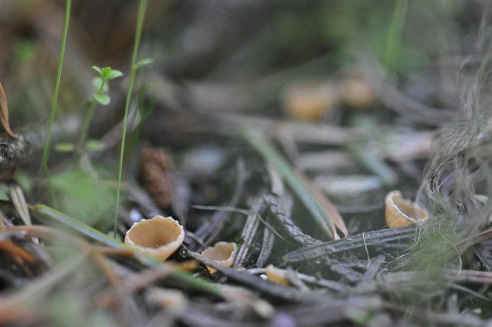 cup fungus nikon